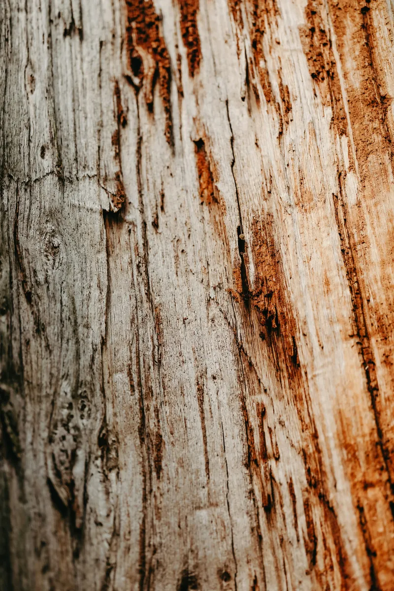 Texture de bois pour le service de développement sur-mesure