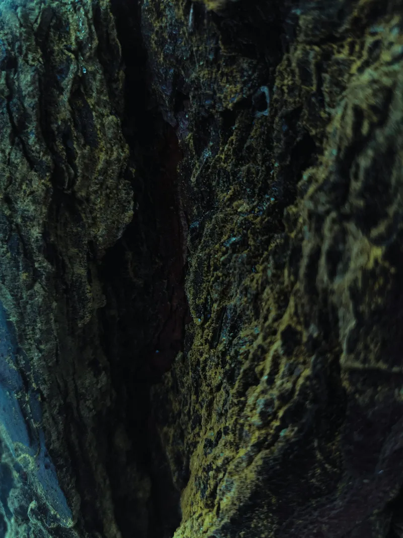 Texture de roche et mousse pour le service de maintenance