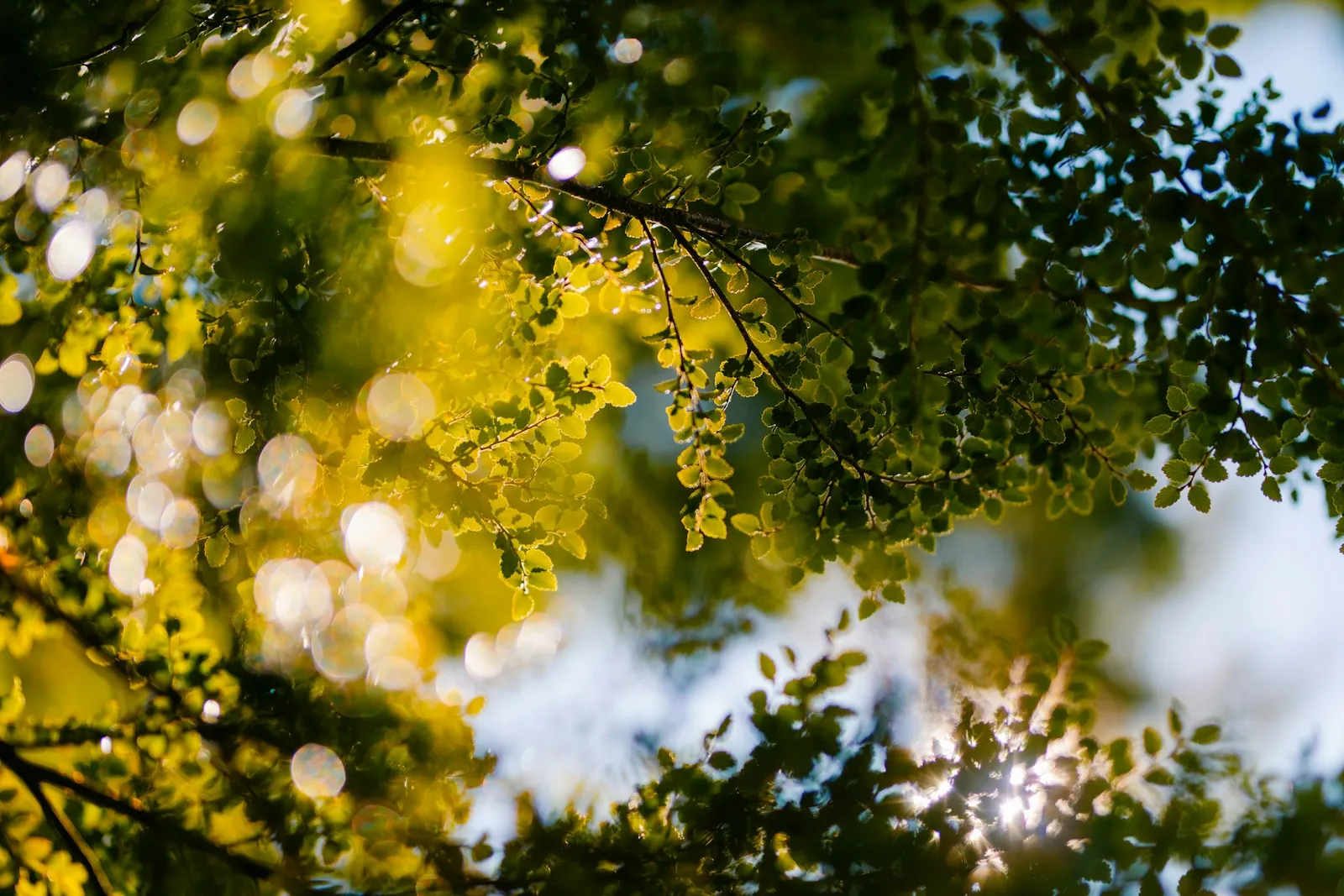 Texture de lumière à travers le feuillage pour le service SEO